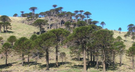 Araucarias milenarias